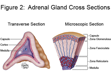 adrenal cortex hormones gland medulla glands endocrine zona vs glomerulosa difference between steroid zones system section cells diagram cross anatomy
